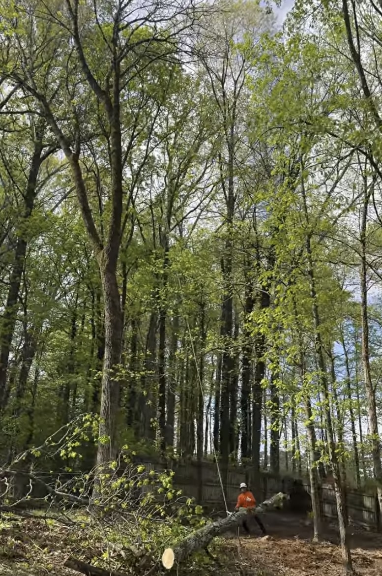 Emergency tree removal services in San Clemente, CA