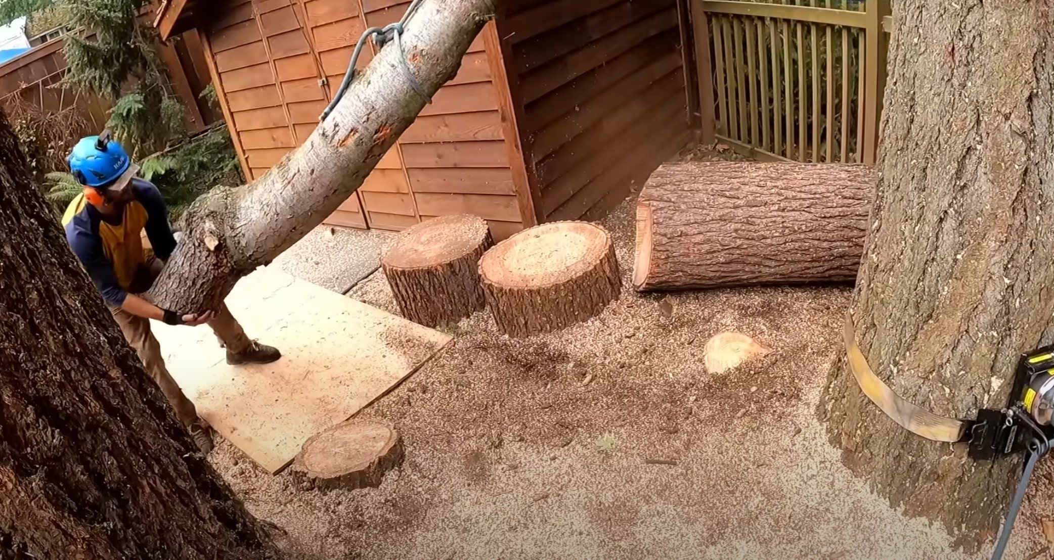 Professional arborist consulting in San Clemente, CA